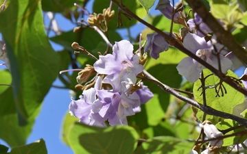 Paulownia omszona kwiaty