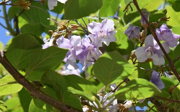 Paulownia omszona kwitnienie Paulownia omszona kwitnienie