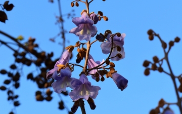 Paulownia omszona kwitnienie