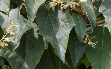 Paulownia omszona liść