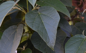 Paulownia omszona liść Paulownia omszona liść