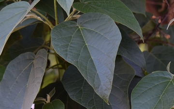 Paulownia omszona liść