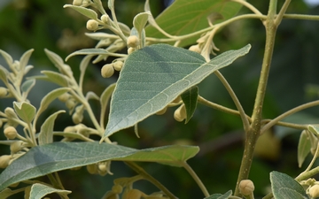 Paulownia omszona liście