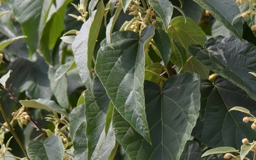 Paulownia omszona liście