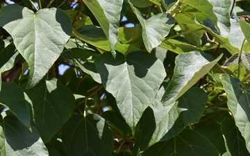 Paulownia omszona liście Paulownia omszona liście