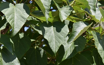 Paulownia omszona liście