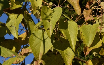Paulownia omszona liście jesienią Paulownia omszona liście jesienią