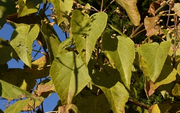 Paulownia omszona liście jesienią