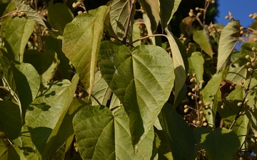 Paulownia omszona liście jesienią