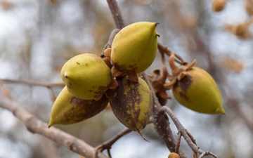 Paulownia omszona owoce jesienią