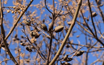 Paulownia omszona owoce zimą