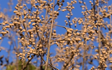 Paulownia omszona pąki zimą