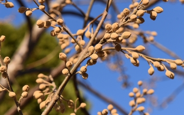 Paulownia omszona pąki zimą