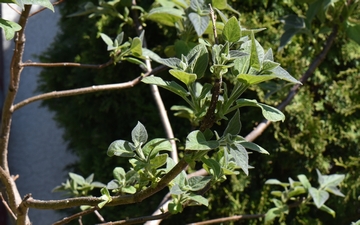 Paulownia omszona pierwsze liście