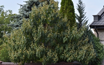 Paulownia omszona pokrój