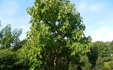 Paulownia omszona pokrój jesienią