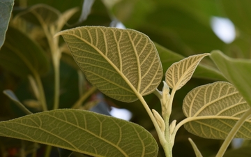 Paulownia omszona spód liści Paulownia omszona spód liści