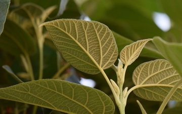 Paulownia omszona spód liści