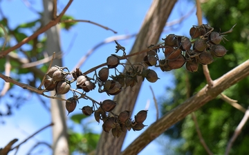 Paulownia omszona zeszłoroczne owoce