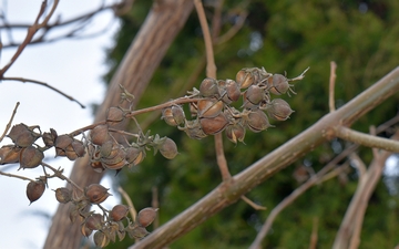 Paulownia omszona zeszłoroczne owoce