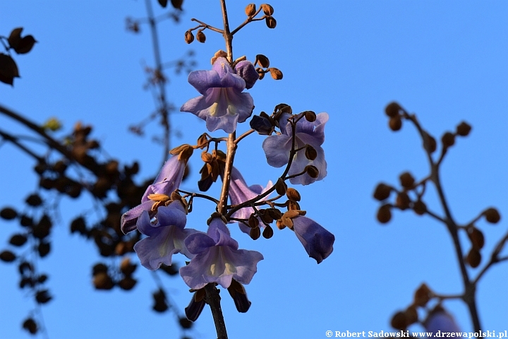 Paulownia puszysta