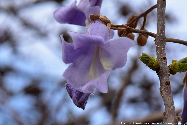 Paulownia puszysta