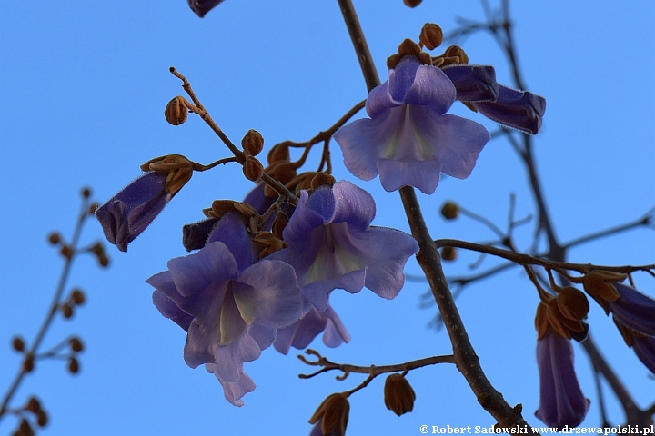 Paulownia puszysta