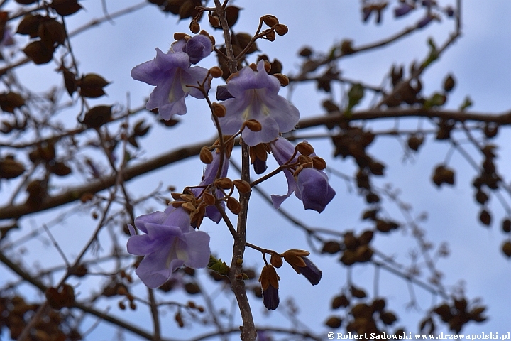 Paulownia puszysta