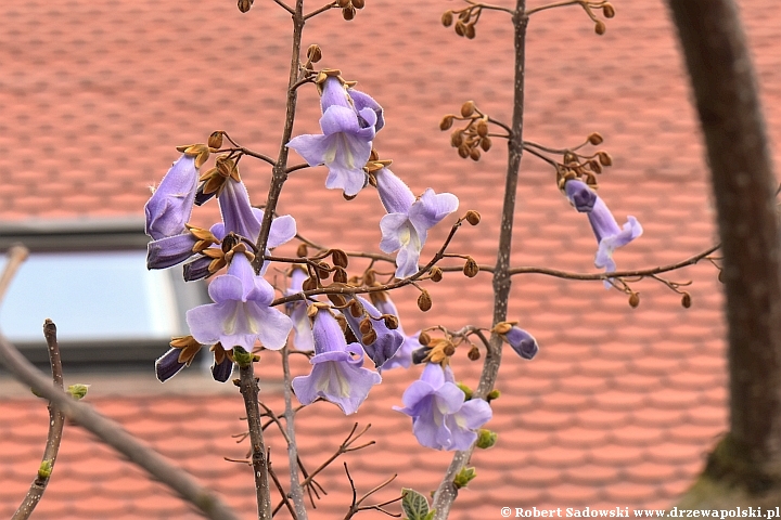 Paulownia puszysta