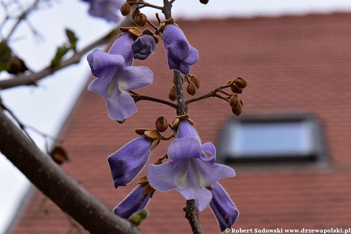 Paulownia puszysta