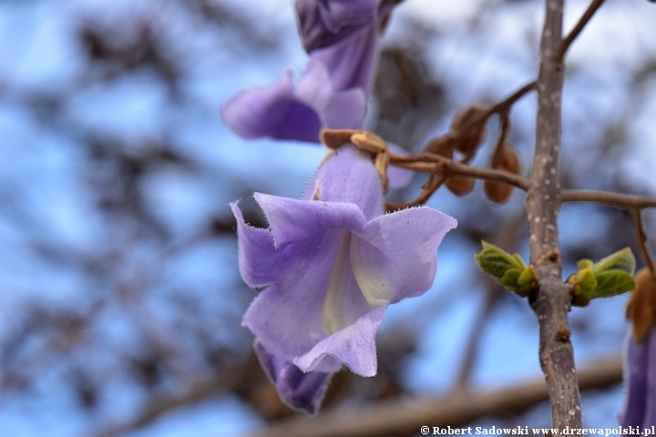 Paulownia puszysta