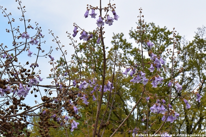 Paulownia puszysta