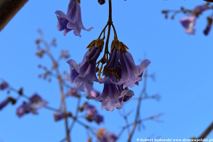 Paulownia puszysta