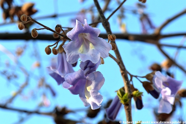 Paulownia puszysta