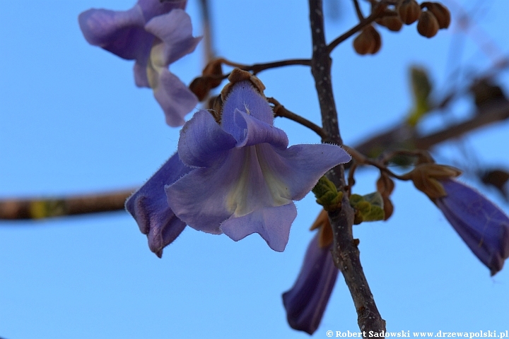 Paulownia puszysta