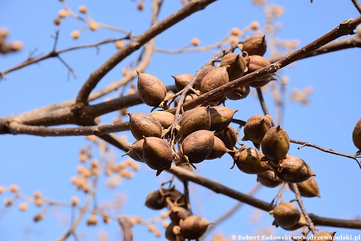 Paulownia puszysta - owoce