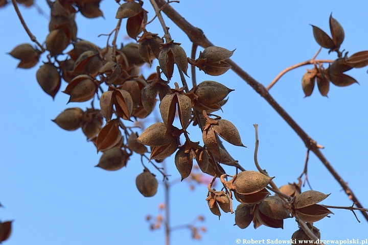 Paulownia puszysta - owoce