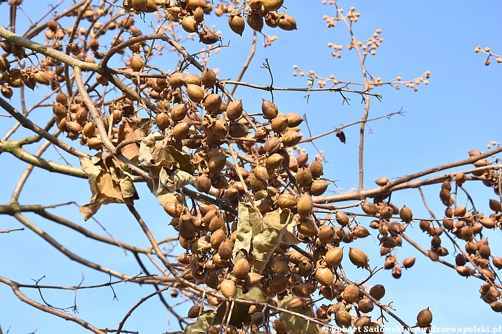 Paulownia puszysta - owoce