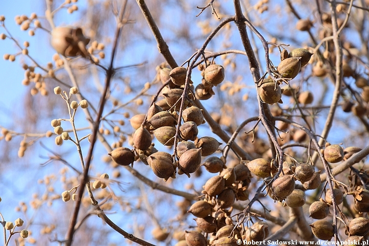 Paulownia puszysta - owoce