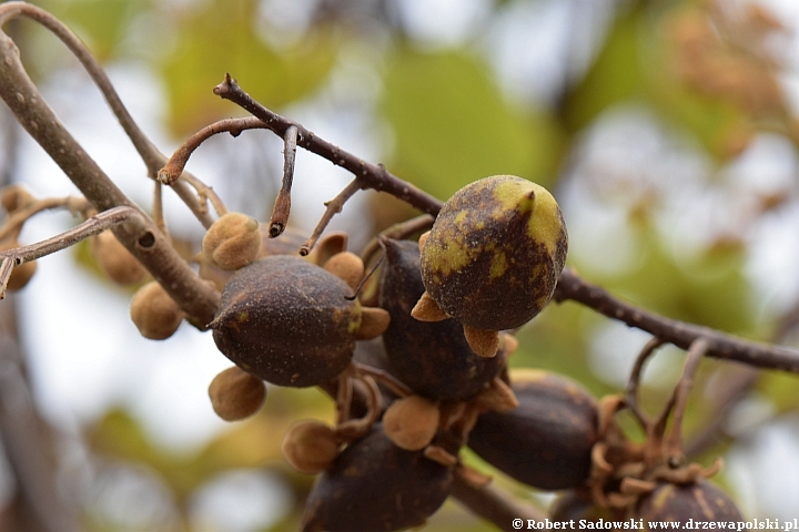 Paulownia puszysta - owoce