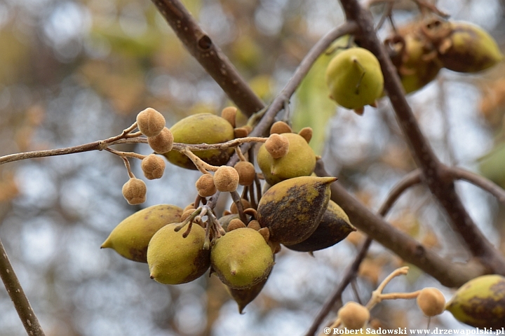 Paulownia puszysta - owoce