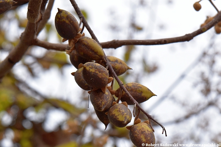 Paulownia puszysta - owoce