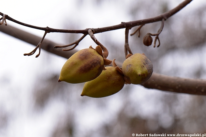 Paulownia puszysta - owoce