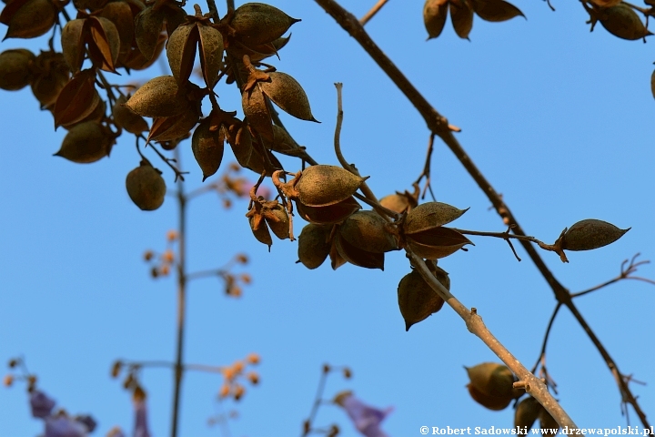 Paulownia puszysta - owoce