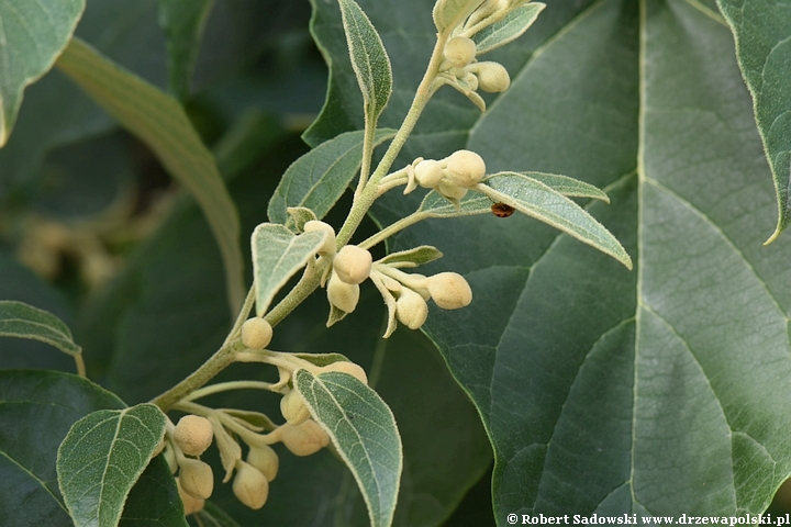 Paulownia puszysta - pąki kwiatowe