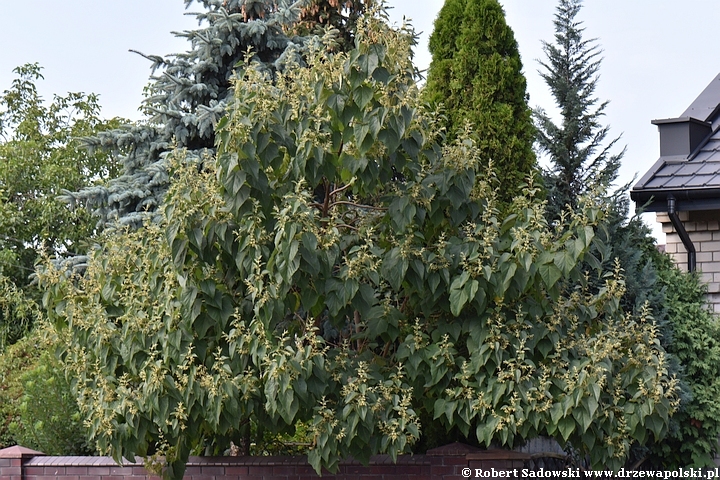 Paulownia puszysta - pąki kwiatowe