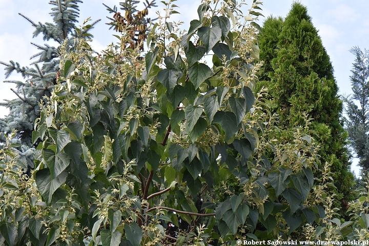 Paulownia puszysta - pąki kwiatowe