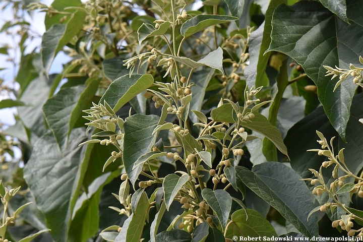 Paulownia puszysta - pąki kwiatowe