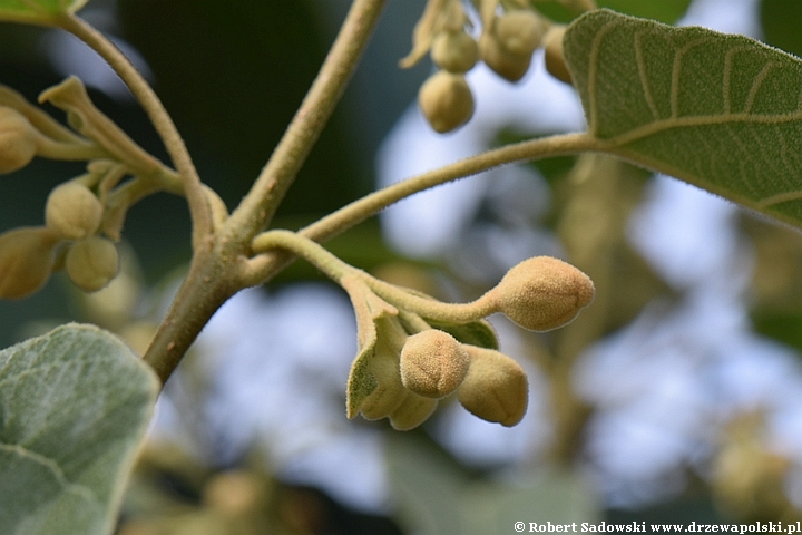 Paulownia puszysta - pąki kwiatowe