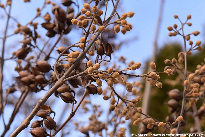 Paulownia puszysta zimą